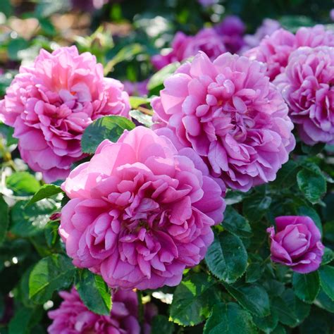 belle epoque rozen|Tuinrozen voor liefhebbers direct van de rozenkwekerij – Belle .